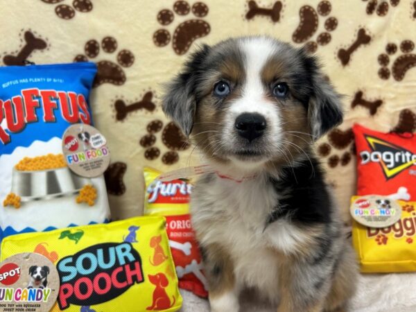 [#28904] Female Miniature Australian Shepherd Puppies For Sale