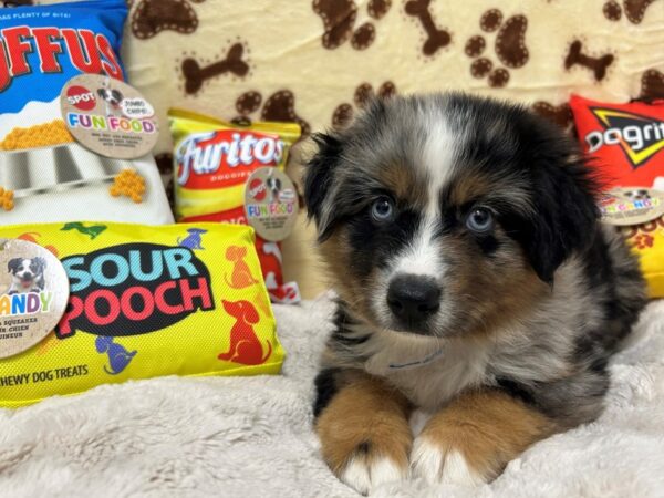 [#28903] Male Miniature Australian Shepherd Puppies For Sale