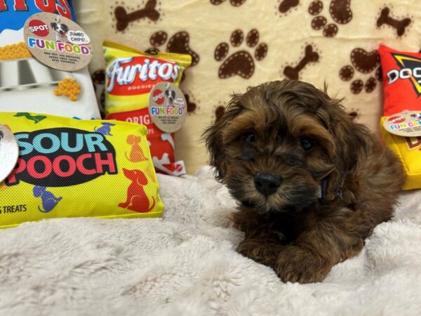 [#28900] Male F1B Shipoo Puppies For Sale
