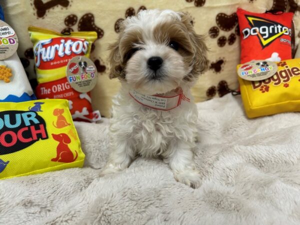 [#28902] Female F1B Shipoo Puppies For Sale