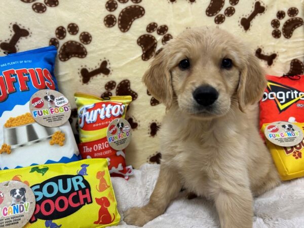 [#28907] Golden Female Golden Retriever Puppies For Sale