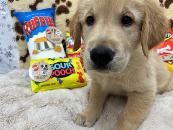 [#28905] Golden Male Golden Retriever Puppies For Sale