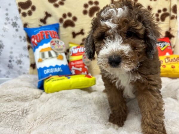[#28899] Red Merle Male F1B Mini Bernedoodle Puppies For Sale