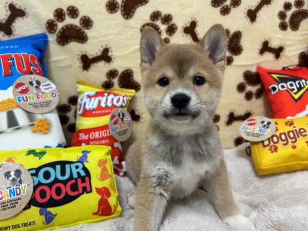 [#28898] Red Sesame Male Shiba Inu Puppies For Sale