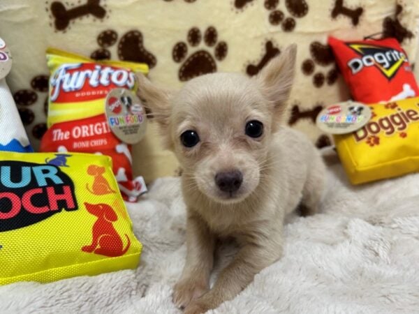 [#28896] Fawn Female Chihuahua Puppies For Sale