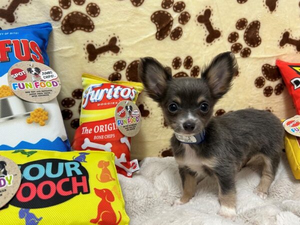 [#28897] Blue Fawn Male Chihuahua Puppies For Sale
