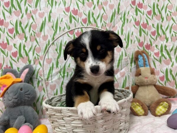[#28754] Black Tan and White Male Australian Shepherd/Pembroke Welsh Corgi Puppies For Sale