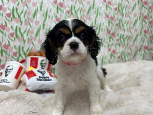 [#28861] Black and White Female Cavalier King Charles Spaniel Puppies For Sale