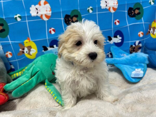 [#28875] White and Apricot Male Maltese/Poodle Puppies For Sale