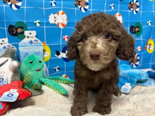 [#28871] Chocolate Male F1B Mini Labradoodle Puppies For Sale