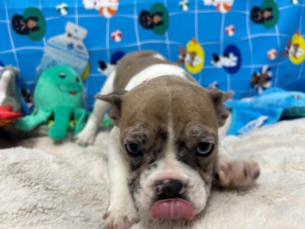 [#28883] Red Merle Female French Bulldog Puppies For Sale