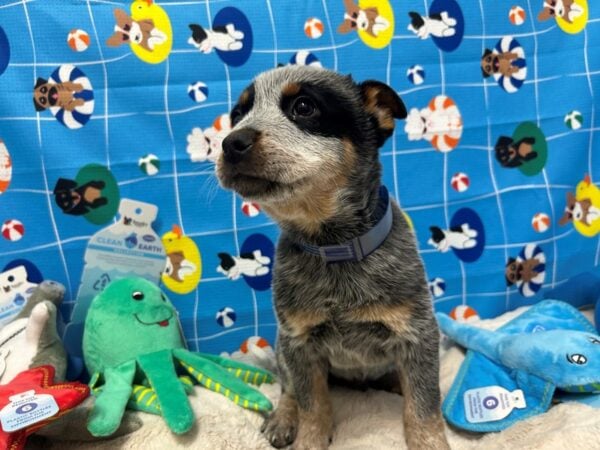 [#28878] Blue Mottled Male Australian Cattle Dog Puppies For Sale