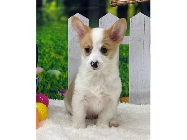 [#28887] Red/White Male Pembroke Welsh Corgi Puppies For Sale