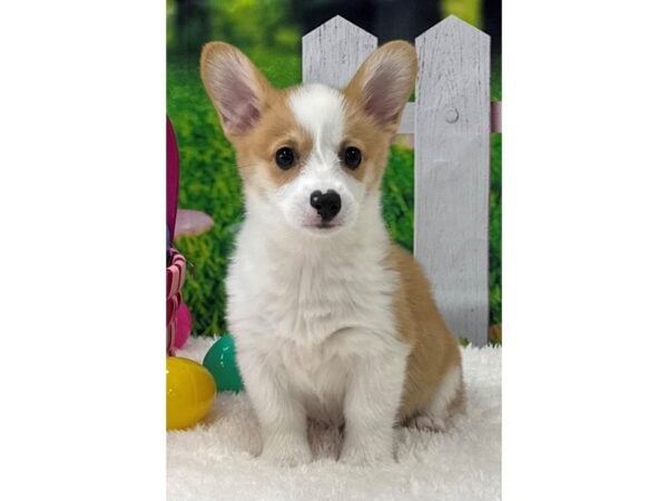 [#28888] Red/White Female Pembroke Welsh Corgi Puppies For Sale