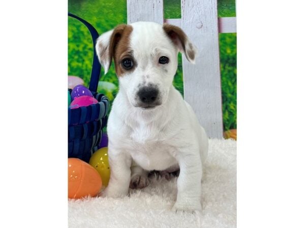 [#28891] White/Brown Male Jack Russell Terrier Puppies For Sale