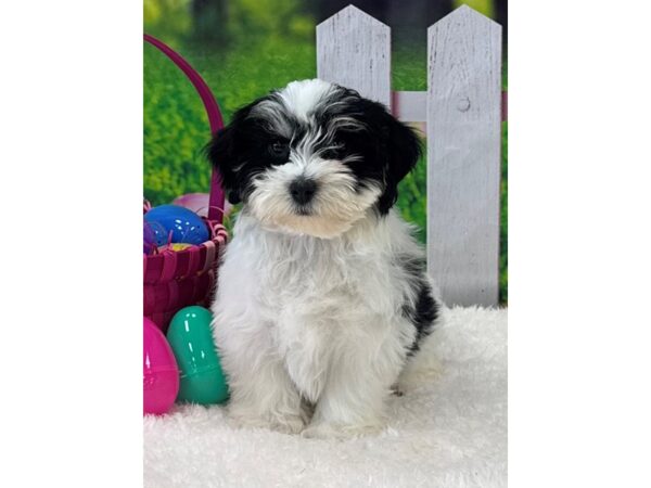 [#28893] Black Female Havanese Puppies For Sale