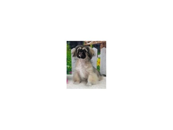 [#28886] Fawn Sable Male Pekingese Puppies For Sale