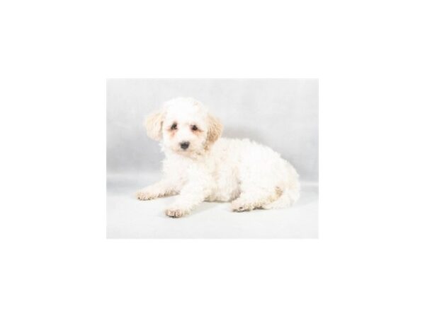 [#90018] White and Buff Female Bichon Frise/Poodle Puppies For Sale
