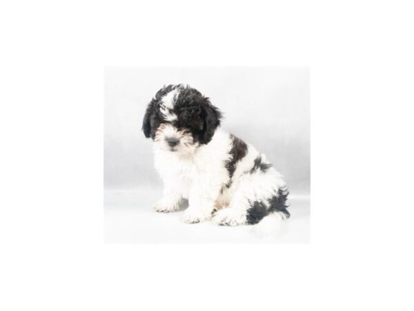 [#90019] Black and White Female Bichon Frise/Shih Tzu Puppies For Sale