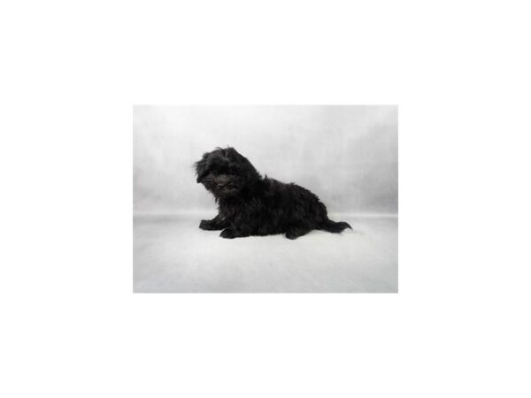 [#90020] Black Male Bichon Frise/Shih Tzu Puppies For Sale