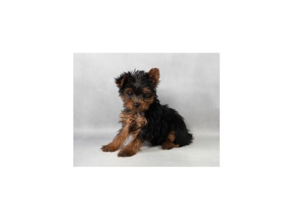 [#90021] Black and Tan Female Yorkshire Terrier Puppies For Sale