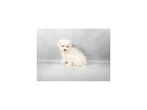 [#90022] White Male Maltese Puppies For Sale