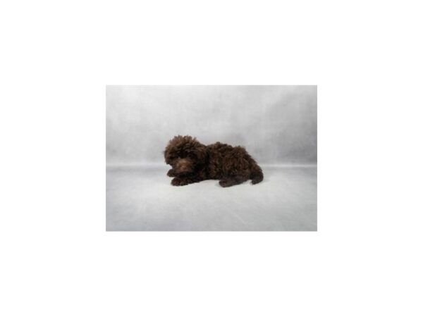 [#90023] Chocolate Male Havanese Puppies For Sale