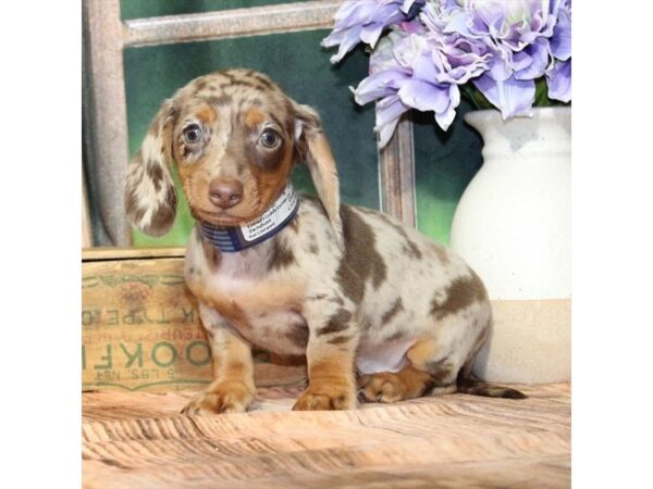 [#90024] Chocolate / Tan Male Dachshund Puppies For Sale