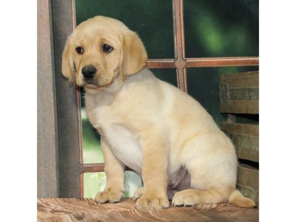 [#90025] Yellow Male Labrador Retriever Puppies For Sale