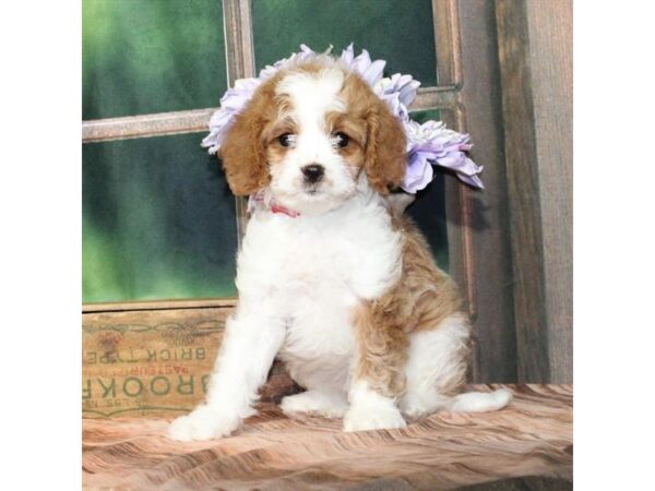 [#90026] Blenheim / White Female Cavalier King Charles Spaniel/Poodle Puppies For Sale