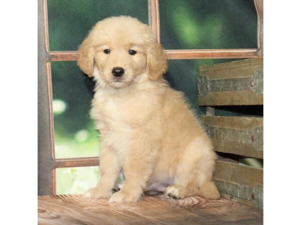 [#90027] Golden Male Golden Retriever Puppies For Sale