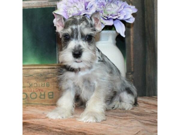 [#90028] Blue Merle Male Miniature Schnauzer Puppies For Sale