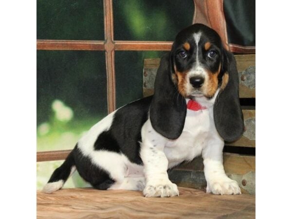 [#28928] White Black / Tan Female Basset Hound Puppies For Sale