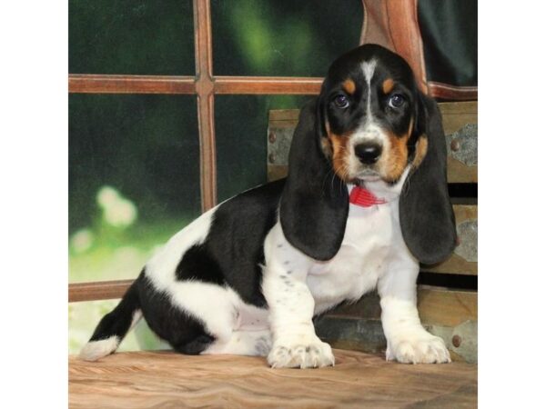 [#90029] White Black / Tan Female Basset Hound Puppies For Sale