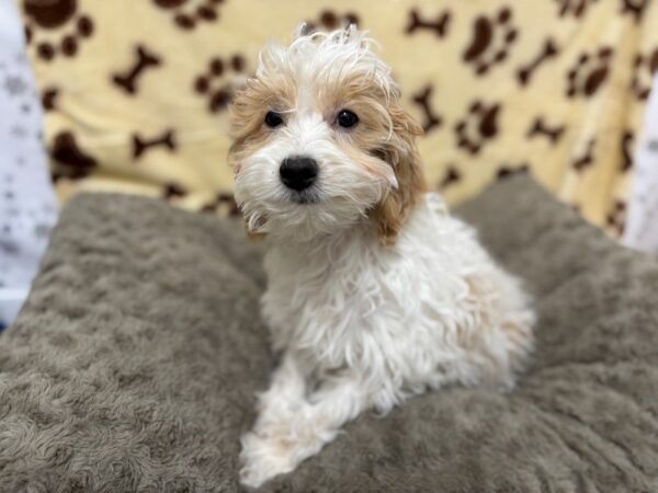 [#28790] Male F1B Cockapoo Puppies For Sale