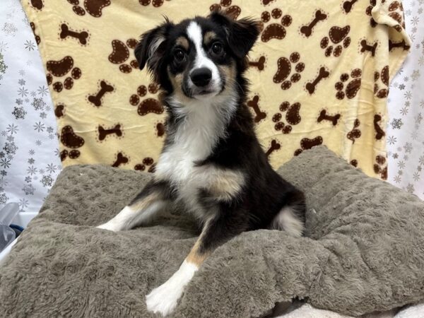 [#28731] Tri-Color Male Miniature Australian Shepherd Puppies For Sale