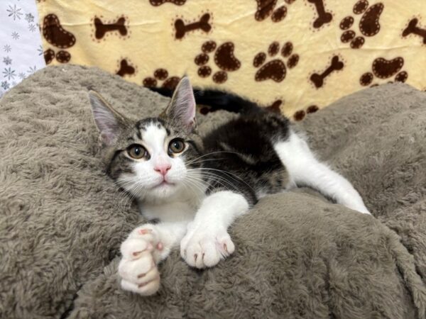 [#28908] BLK/WHT Male Maine Coon Kittens For Sale