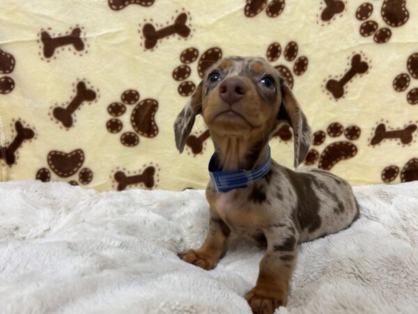 [#28923] Chocolate / Tan Male Dachshund Puppies For Sale