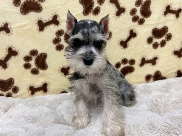 [#28927] Blue Merle Male Miniature Schnauzer Puppies For Sale