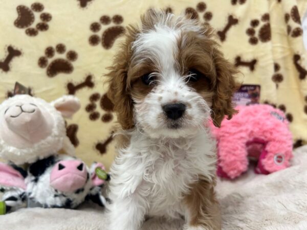 [#28925] Blenheim / White Female Cavalier King Charles Spaniel/Poodle Puppies For Sale