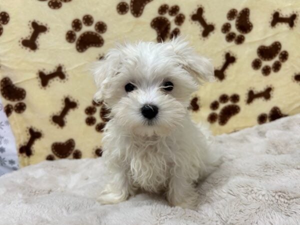 [#28921] White Male Maltese Puppies For Sale