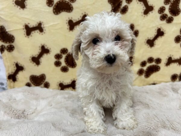 [#28917] White and Buff Female Bichon Frise/Poodle Puppies For Sale