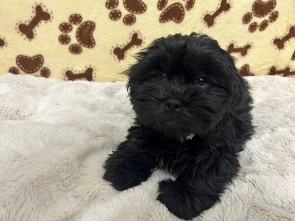 [#28919] Black Male Bichon Frise/Shih Tzu Puppies For Sale