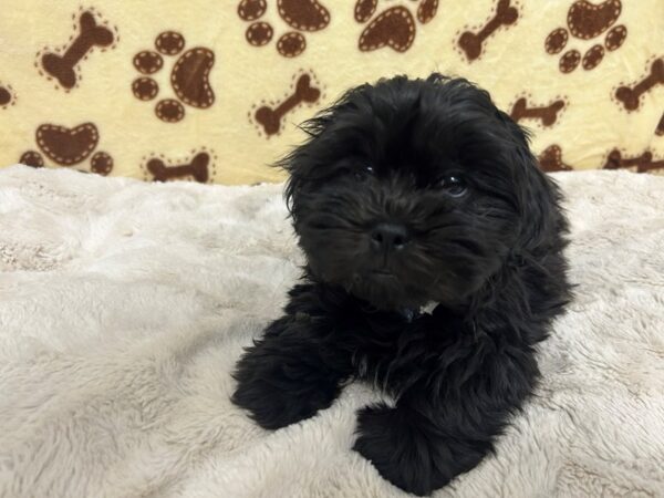 [#28919] Black Male Bichon Frise/Shih Tzu Puppies For Sale