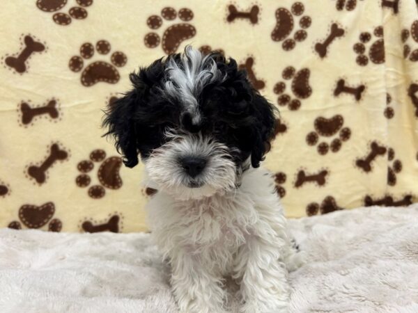 [#28918] Black and White Female Bichon Frise/Shih Tzu Puppies For Sale