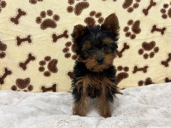 [#28920] Black and Tan Female Yorkshire Terrier Puppies For Sale