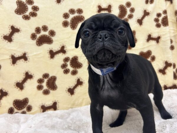 [#28913] Black Male Pug Puppies For Sale