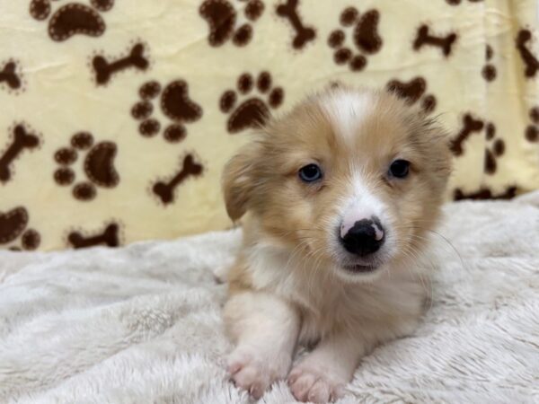 [#28914] Red Merle Female Pembroke Welsh Corgi/Toy Australian Shepherd Puppies For Sale