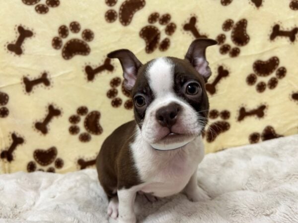 [#28915] Seal and White Male Boston Terrier Puppies For Sale