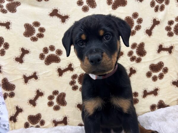 [#28916] Black and Mahogany Female Rottweiler Puppies For Sale